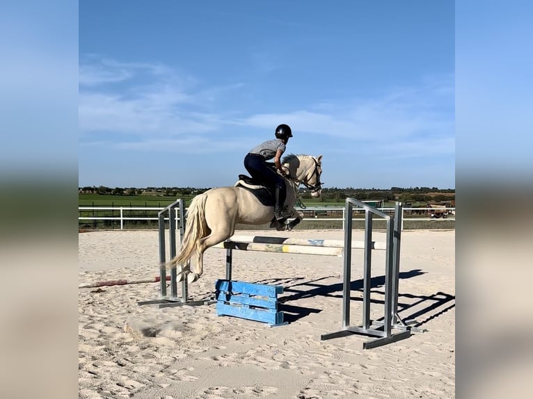 Klassisk ponny Blandning Sto 14 år 138 cm Pärla in Campo RealCampo Real