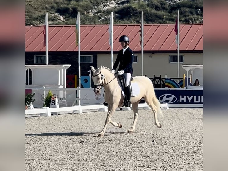 Klassisk ponny Blandning Sto 14 år 138 cm Pärla in Campo RealCampo Real