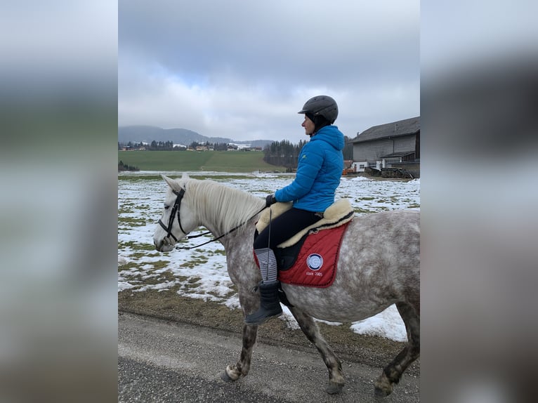 Klassisk ponny Blandning Sto 14 år 155 cm Grå-flugskimmel in Thalgau Egg