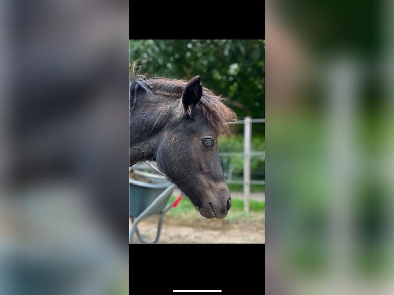 Klassisk ponny Sto 1 år 115 cm Svart in Müllheim