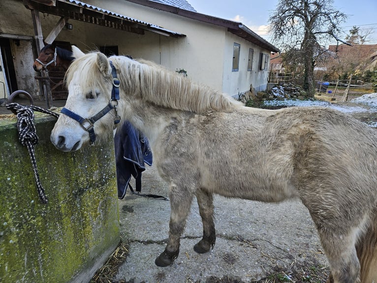 Klassisk ponny Blandning Valack 10 år 116 cm Grå in Buggingen