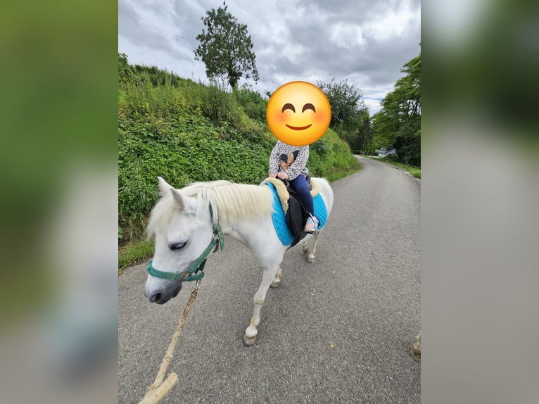 Klassisk ponny Blandning Valack 10 år 116 cm Grå in Buggingen