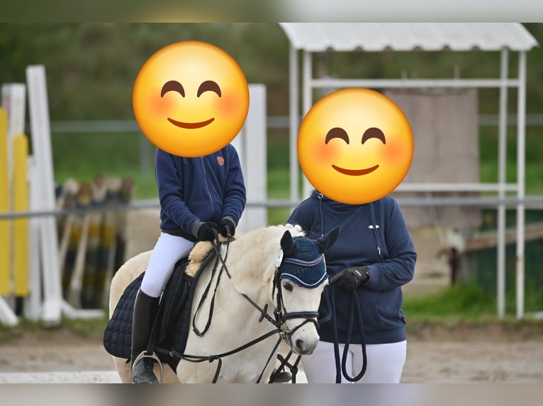 Klassisk ponny Blandning Valack 10 år 116 cm Grå in Buggingen