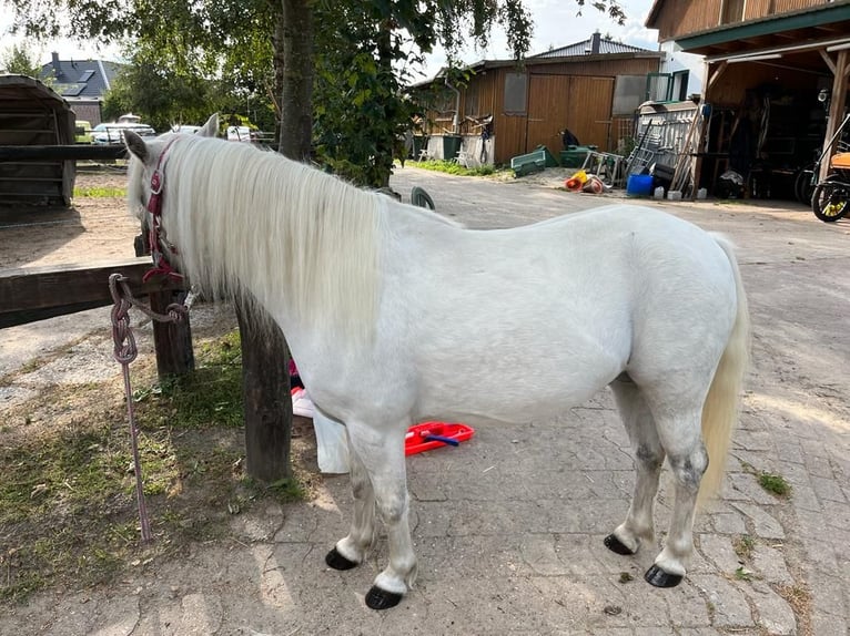 Klassisk ponny Blandning Valack 10 år 116 cm Grå in Buggingen