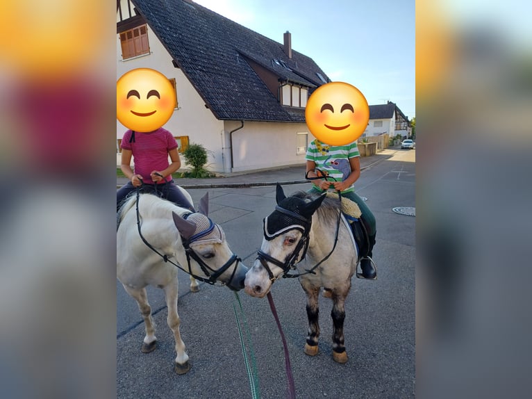 Klassisk ponny Blandning Valack 10 år 116 cm Grå in Buggingen