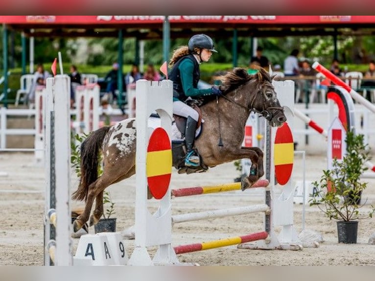 Klassisk ponny Valack 10 år 127 cm Mörkbrun in Pontevedra