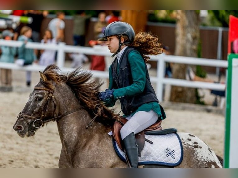 Klassisk ponny Valack 10 år 127 cm Mörkbrun in Pontevedra