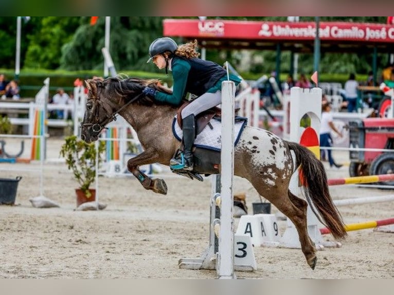 Klassisk ponny Valack 10 år 127 cm Mörkbrun in Pontevedra