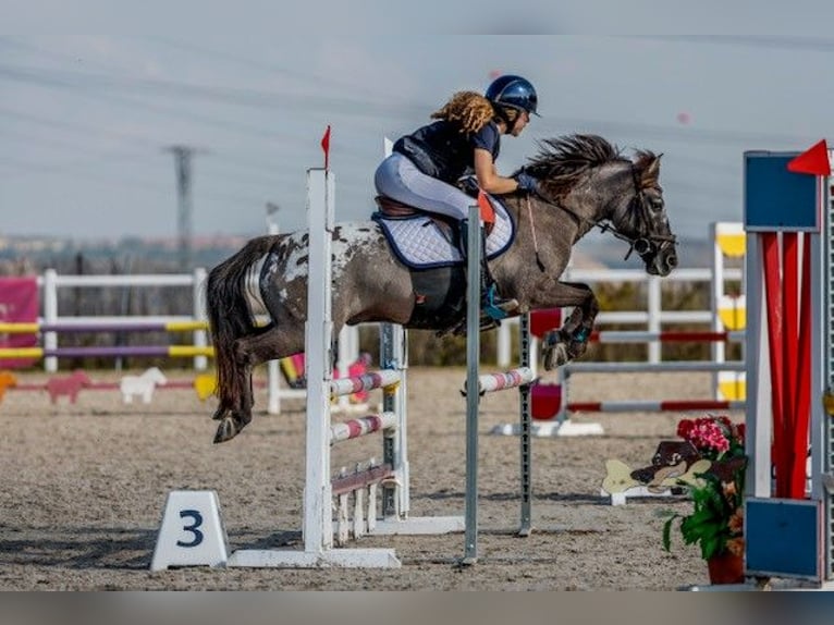 Klassisk ponny Valack 10 år 127 cm Mörkbrun in Pontevedra