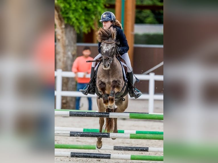 Klassisk ponny Valack 10 år 127 cm Mörkbrun in Pontevedra