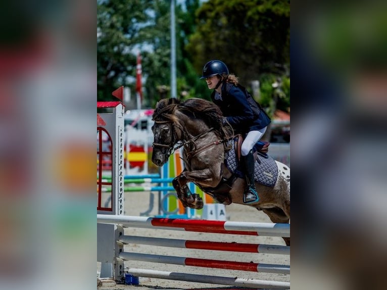 Klassisk ponny Valack 10 år 127 cm Mörkbrun in Pontevedra