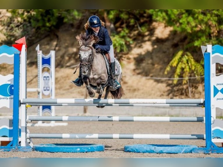 Klassisk ponny Valack 10 år 127 cm Mörkbrun in Pontevedra