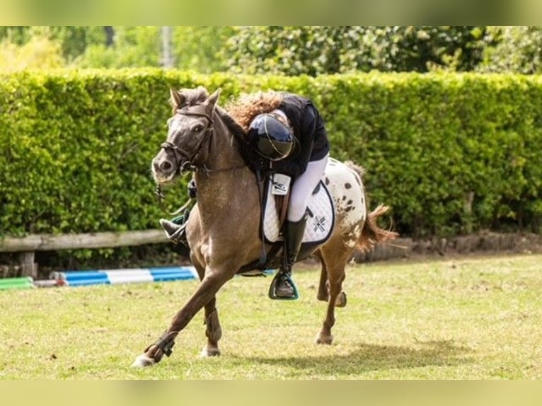 Klassisk ponny Valack 10 år 127 cm Mörkbrun in Pontevedra