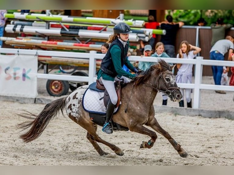 Klassisk ponny Valack 10 år 127 cm Mörkbrun in Pontevedra