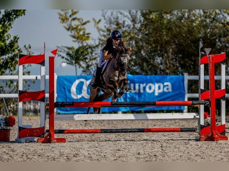 Klassisk ponny Valack 10 år 127 cm Mörkbrun in Pontevedra