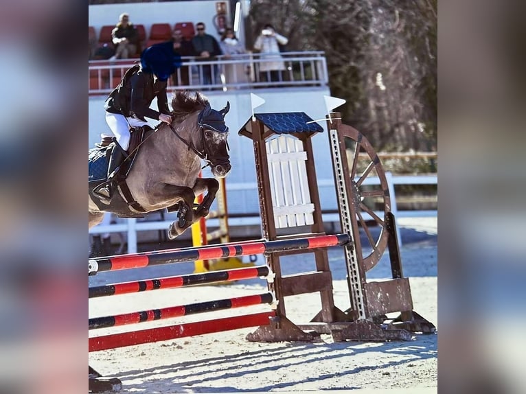 Klassisk ponny Valack 10 år 128 cm in Madrid