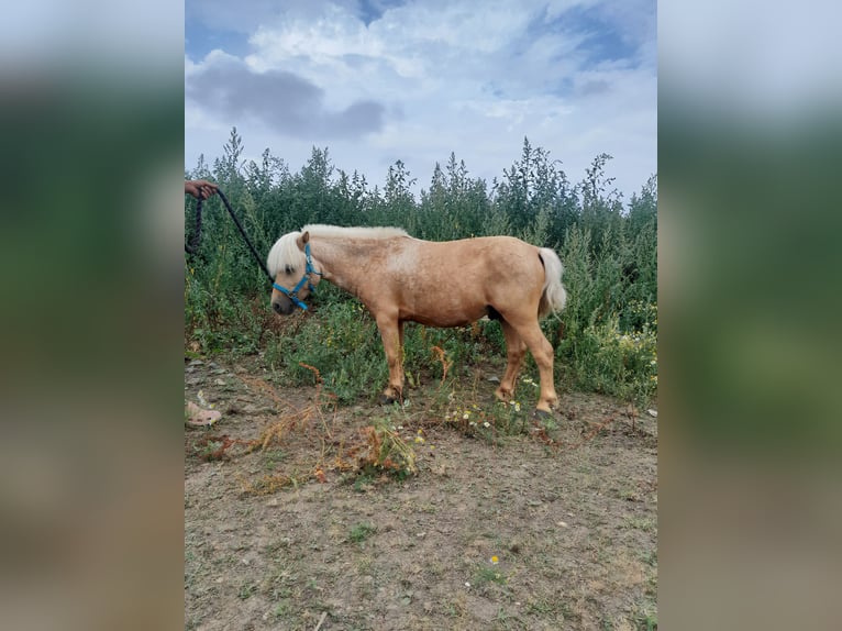 Klassisk ponny Blandning Valack 12 år 88 cm Palomino in Beynes