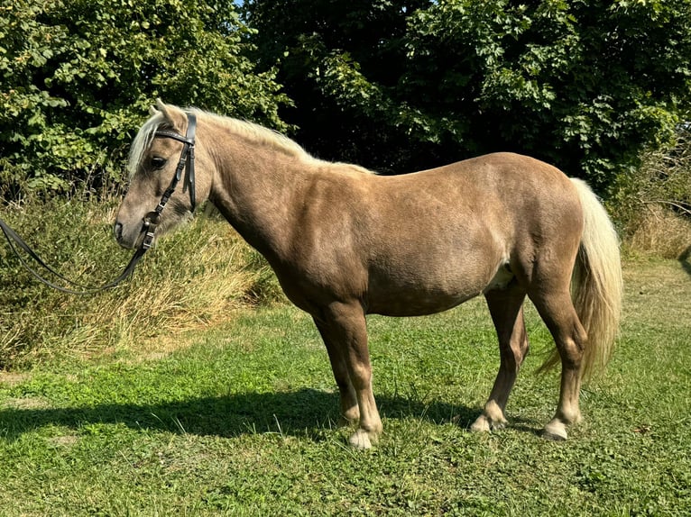 Klassisk ponny Valack 13 år 105 cm in Sehnde