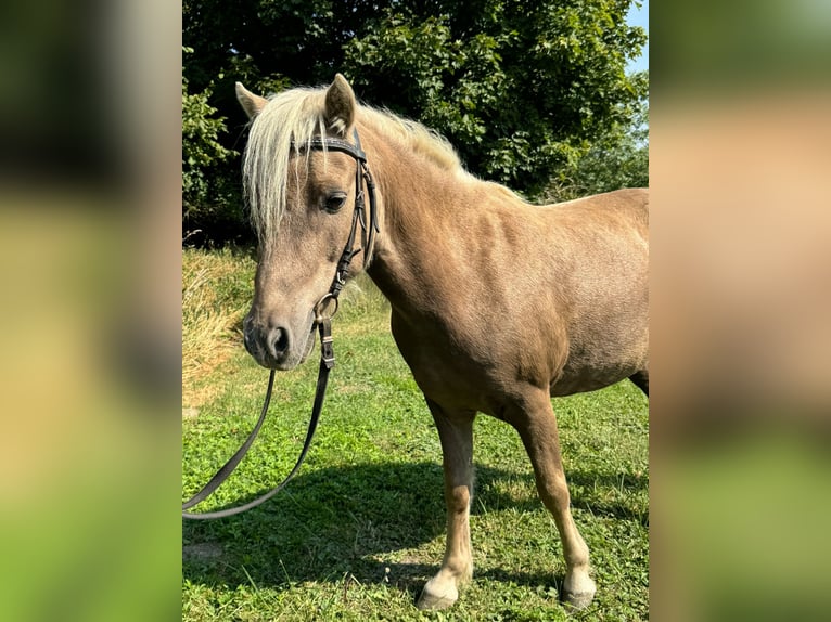 Klassisk ponny Valack 13 år 105 cm in Sehnde