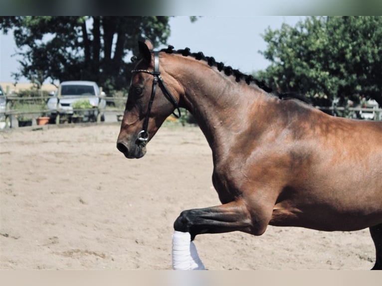 Klassisk ponny Valack 13 år 146 cm Brun in Tomeilla