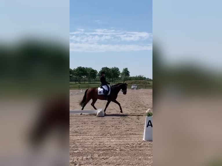 Klassisk ponny Valack 13 år 146 cm Brun in Tomeilla