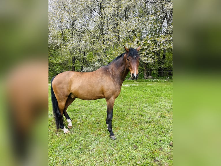 Klassisk ponny Valack 13 år 146 cm Brun in Tomeilla