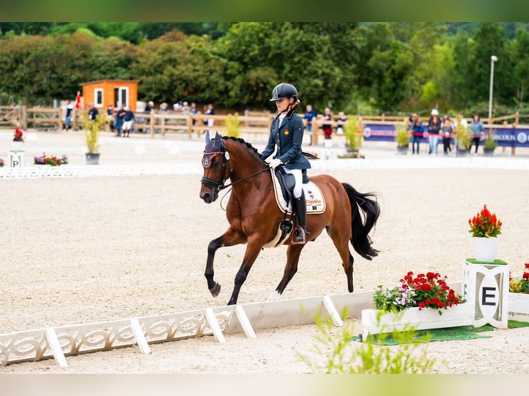 Klassisk ponny Valack 13 år 148 cm Mörkbrun in Sant Marti Vell