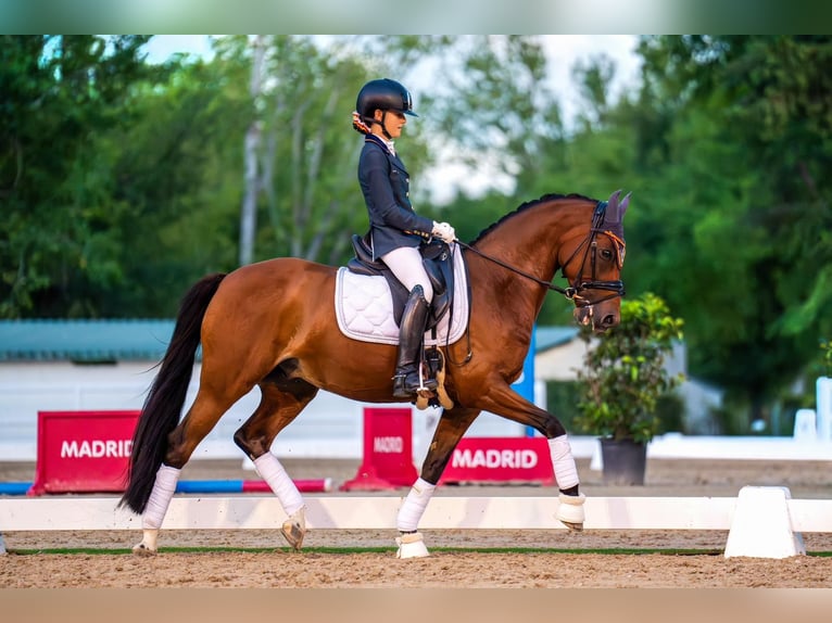 Klassisk ponny Valack 13 år 148 cm Mörkbrun in Sant Marti Vell