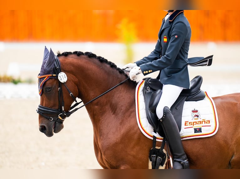 Klassisk ponny Valack 13 år 148 cm Mörkbrun in Sant Marti Vell