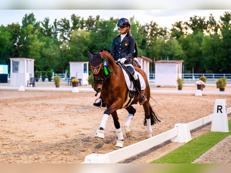 Klassisk ponny Valack 13 år 148 cm Mörkbrun in Sant Marti Vell