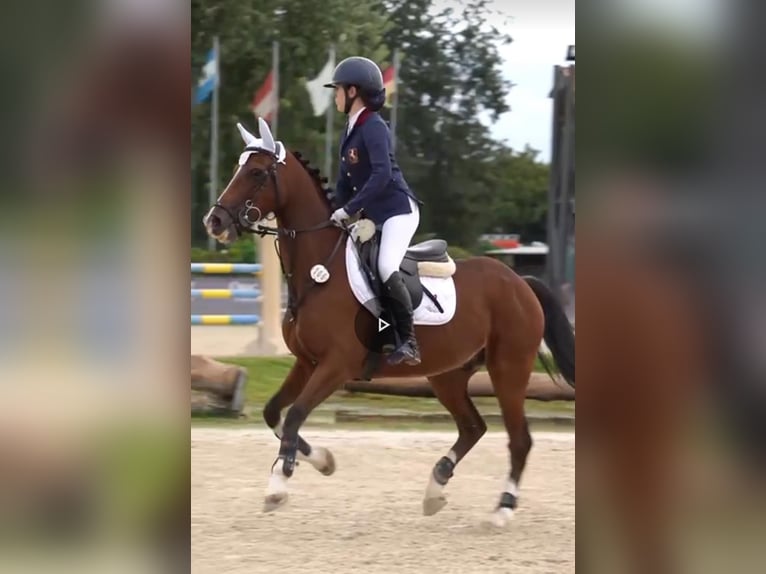 Klassisk ponny Valack 15 år 146 cm Rökfärgad svart in Roma