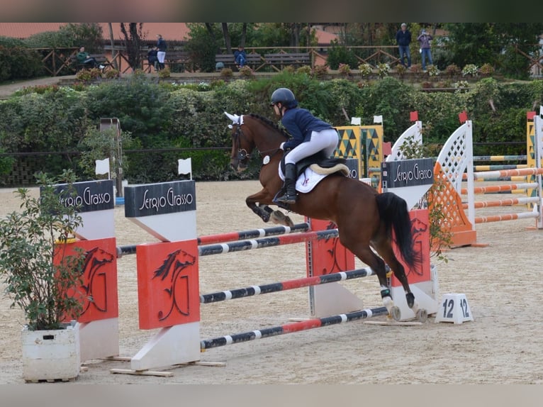 Klassisk ponny Valack 15 år 146 cm Rökfärgad svart in Roma