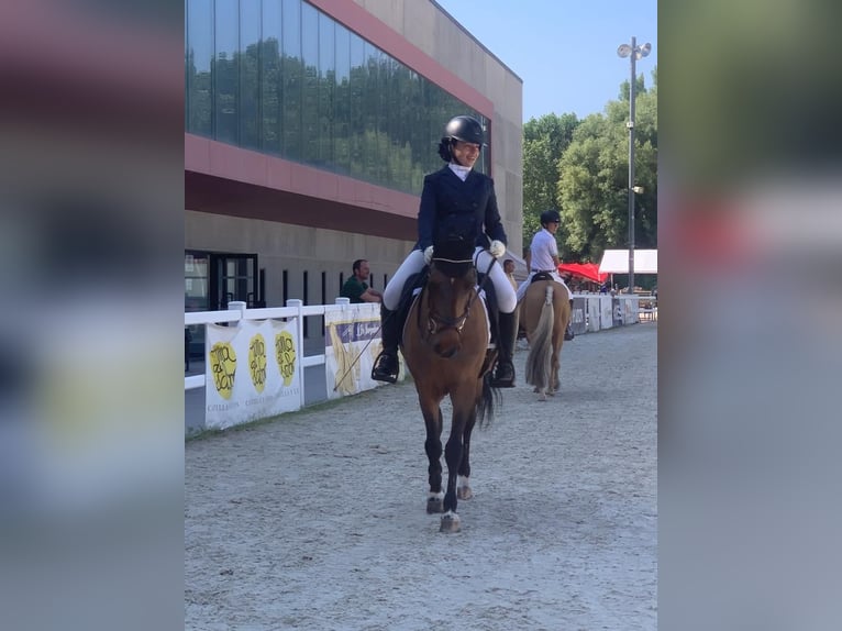 Klassisk ponny Valack 18 år 139 cm Mörkbrun in Bosque, El (Urbanizacion)