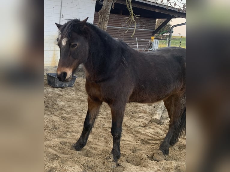 Klassisk ponny Blandning Valack 20 år Mörkbrun in Springe