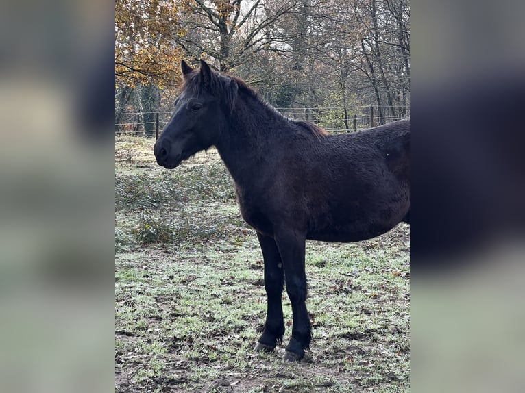 Klassisk ponny Valack 2 år in Bonnut