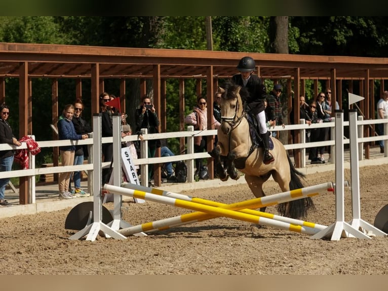Klassisk ponny Valack 5 år Palomino in Kedainiai