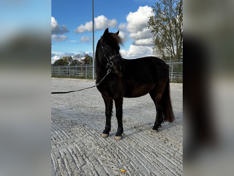 Klassisk ponny Valack 6 år 111 cm Rökfärgad svart in Köln