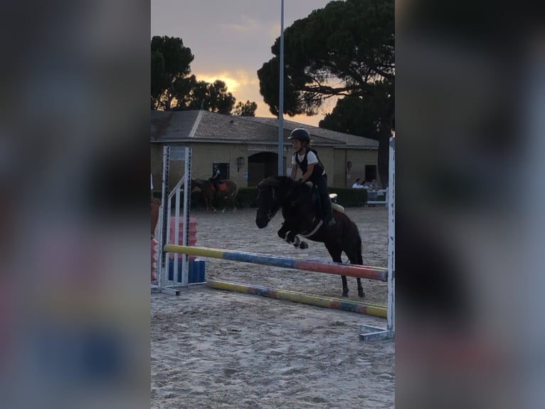 Klassisk ponny Blandning Valack 8 år 105 cm Mörkbrun in LAS ROZAS DE MADRID