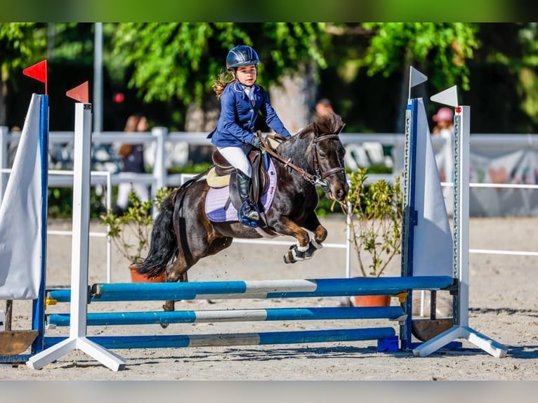 Klassisk ponny Blandning Valack 8 år 105 cm Mörkbrun in LAS ROZAS DE MADRID