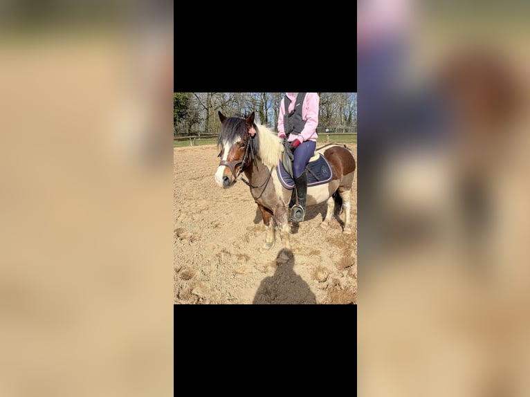 Klassisk ponny Blandning Valack 8 år 120 cm in Bure les templiers