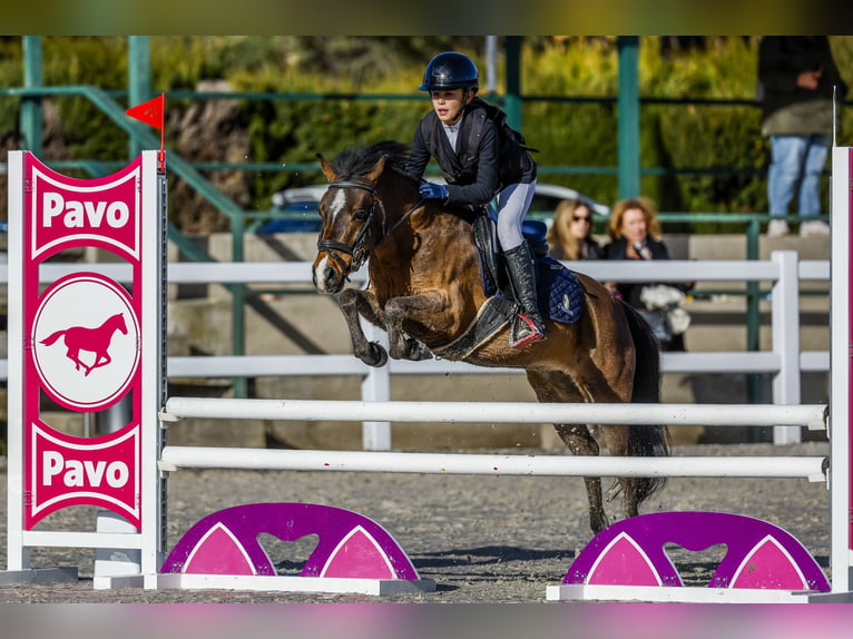 Klassisk ponny Valack 8 år 127 cm Mörkbrun in Santander