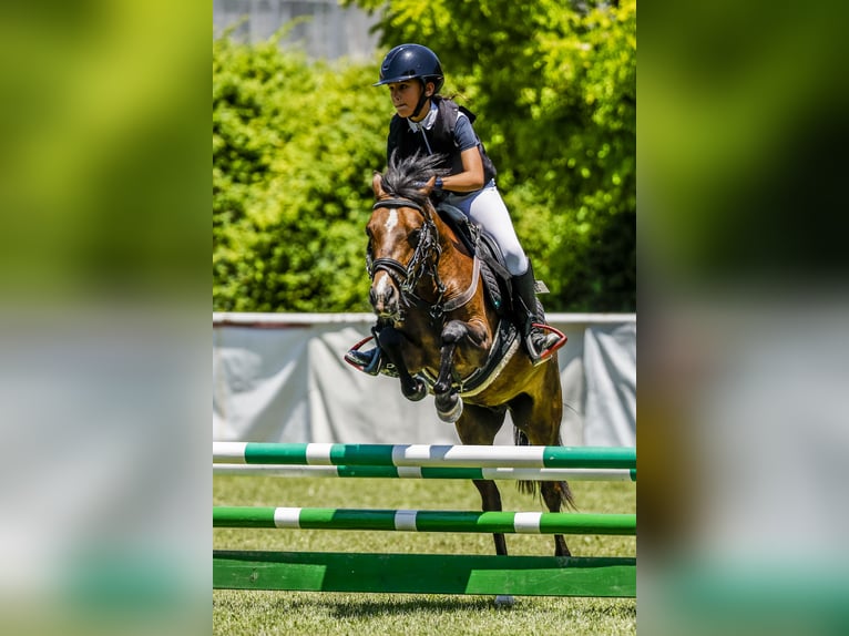 Klassisk ponny Valack 8 år 127 cm Mörkbrun in Santander