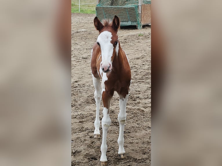 Klein Duits rijpaard Mix Hengst 1 Jaar 130 cm Gevlekt-paard in Rümpel