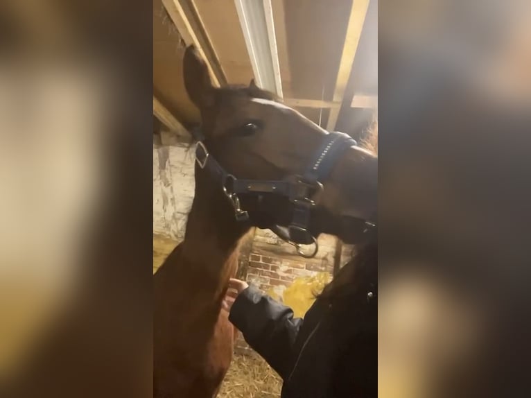 Klein Duits rijpaard Hengst 1 Jaar 134 cm Bruin in Rodewald