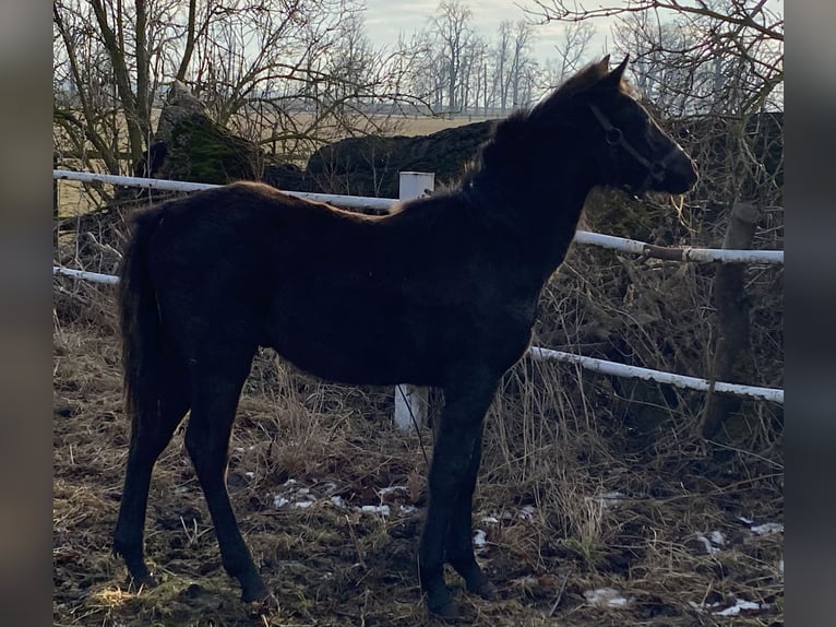 Klein Duits rijpaard Hengst 1 Jaar 145 cm Zwartbruin in Herzberg