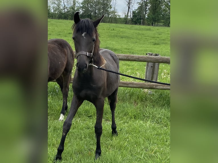 Klein Duits rijpaard Hengst 1 Jaar 145 cm Zwartbruin in Herzberg
