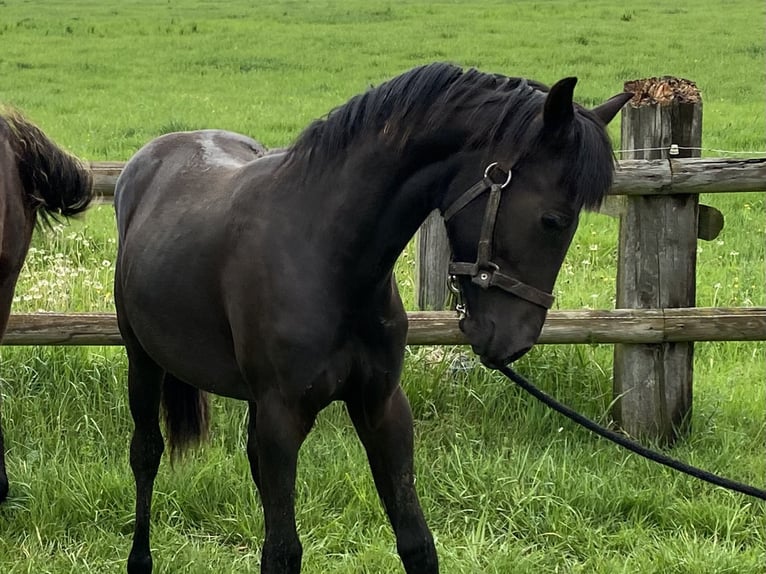 Klein Duits rijpaard Hengst 1 Jaar 145 cm Zwartbruin in Herzberg