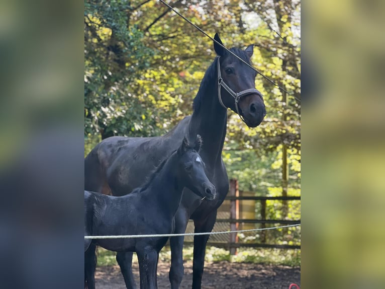 Klein Duits rijpaard Hengst 1 Jaar 152 cm Zwart in M&#xFC;lheim an der Ruhr