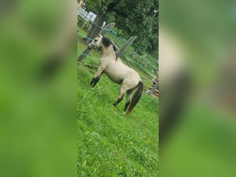 Klein Duits rijpaard Hengst 2 Jaar 120 cm Falbe in Wangen im Allgäu