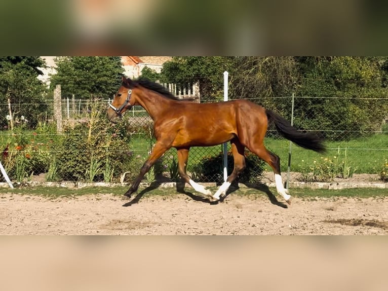 Klein Duits rijpaard Hengst 2 Jaar 155 cm in Jütrichau